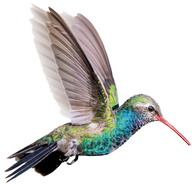 Humming Bird